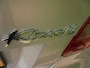 Suzuki Kizashi 2.4 Sport Automaat 4WD **NL-AUTO**4x4**AUTOMAAT**APK 6-2026**