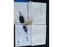 Dacia Spring Comfort Plus (Orange Pack) 27 kWh Mistlampen - Achteruitrijcamera - Airco - Navigatie - Cruise control - Parkeersensoren achter - Dakrails
