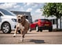 Fiat Panda 1.0 Hybr. Launch Ed.