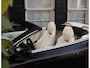 Aston Martin DBS Volante 6.0 V12 *Berwick Bronze*Perfect onderhouden*