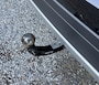 Volkswagen T-Cross TSI DSG Move