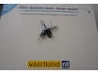 Volkswagen Tiguan 1.5 TSI 150pk Life Business Aut. [ LED Trekhaak Camera ]