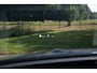 Mercedes-Benz C-klasse Estate 300 e AMG Line , Pano dak, Adap. cruise, HUD,