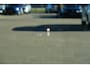 Volkswagen Golf 8.5 2.0 TSI GTI 265pk Panoramadak/Stoelverwarming/HarmanKardon