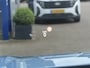 Ford Explorer Premium Extended Range RWD 77 kWh | Panoramadak | 360 Camera | B&O | Warmtepomp | Stoelverwarming | Massage