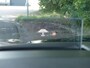 Ford Kuga 2.5 PHEV 225PK Titanium | ADAPTIVE CRUISE | DODEHOEKDETECTIE | STOEL+STUUR+VOORRUITVERWARMING | HEAD-UP DISPLAY |