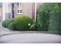 Audi A6 Avant 55 TFSIe quattro Competition S-Line, Pano, B&O, ACC, Head-Up
