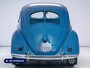Volkswagen Kever Brilkever | 1951 | Concoursstaat | Zeldzaam vroeg exemplaar | Gulf Blue, Split window, Semaforen, een unieke tijdcapsule