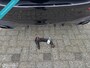 Mercedes-Benz A-klasse AMG 35 4MATIC Premium Plus | Kuip | Pano