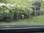 Volkswagen Passat Variant 1.5 eHybrid R-Line Edition | Panoramadak | Black-Style | Head-Up Display | Trekhaak | Sfeerverlichting | NL-Auto |