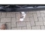 Volkswagen Tiguan 1.5 eHybrid R-Line Business Lederen bekleding met elektrische stoelverstelling + geheugen + ventilatie + verwarming, black style, comfort plus, trekhaak, multimedia pakket plus met o.a. harman en kardon  head up display, assistentie pakket plus met rondom zicht camera, design met LED matrix