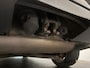 Volvo V60 2.0 D3|LEDER|TREKHAAK|LM-VELG|XENON|