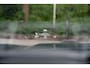 Ford Kuga 2.5 PHEV ST-Line Pano | B&O | Trekhaak | Hud | Stoel/Stuurverwarming | Carplay