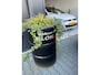 Renault Clio Estate 0.9 TCe Expression