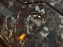 Lamborghini Urus 4.0 V8|MANSORY|HEADSUP|PANO|CARBON|23''
