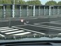 Audi Q8 55 TFSI e quattro Pro Line Plus | 360 camera | HU | Trekhaak