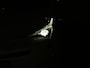 Toyota Prius 1.8 HYBRID 122PK WHITE EDITION CVT | Stoelverwarming | Cruise | Camera