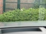 Audi S6 Avant 4.0 TFSI quattro Pro Line Plus|Luchtvering|HUD|Ceramic|Pano|Nieuwstaat|Trekhaak