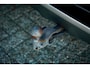 Volvo XC60 2.0 T6 Plug-in hybrid AWD Inscription / Pano / Stoelverwarming-ventilatie-massage / Trekhaak / Riem vervangen