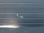 BMW X4 M Competition | Pano | Carbon | ACC | 360 | Stuurverwarming