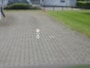 Skoda Kodiaq 1.5 TSI PHEV LOUNGE| Panodak | 360° camera | HUD