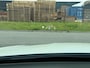 Mercedes-Benz GLC AMG 43 4MATIC | 12MND GARANTIE | KUIPSTOELEN | BURMESTER | MEMORY | PANO | ACC | STANDKACHEL | 360 CAMERA | BOMVOL | TREKHAAK |