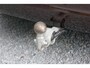 Volvo XC60 2.0 T8 Twin Engine AWD Inscription B&W Pano HUD !