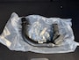 Ford Puma 1.0 EcoBoost Hybrid ST-Line | Automaat | Pano dak | Winter pack | Adapt. Cruise control | BLIS | Afneembare trekhaak | Draadloos opladen mobiel | Elektr. Achterklep | Parkeersensoren voor en achter | Achteruitrijcamera | Fabrieksgarantie |