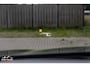 BMW 5-Serie Touring M550d xDrive|High Executive|Full option