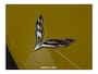 Chevrolet Corvette C7 6.2 Stingray