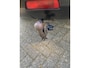 Nissan Qashqai 2.0 Acenta Pack/pano/cruise/trekhaak