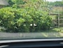 Skoda Enyaq iV 80 | Panoramadak | Head-Up Display | Trekhaak | Camera | ACC |