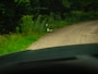 Land Rover Range Rover 3.0 D350 Autobiography MHEV | Meridian Signature | Massage