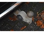 Volvo XC60 T6 hybride AWD Long Range | Panoramadak | 360 Camera | Trekhaak | Stoel + Stuur Verwarmd | Memory stoelen | VOC |