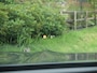 BMW X3 xDrive30e Business Edition Plus | Panoramadak | Head-Up Display | Camera | Sfeerverlichting | LED-Laser |