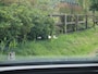 Skoda Enyaq iV 80 | Panoramadak | Camera | Head-Up Display | Stoel Memory | ACC |
