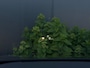 Hyundai Santa Fe 1.6 T-GDI PHEV Premium Sky 7p. BTW FULL PANO 360 CAMERA