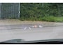 Toyota Yaris Cross 1.5 Hybrid Executive Bi-tone | Rijklaar | Panorama | Blind Spot | Head Up | JBL | Sensoren v+a | Stoelverw. | Apple/Android | Half-leder