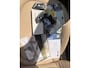 BMW 2-Serie Active Tourer 218i High Executive PANORAMADAK ALLE OPTIE,S