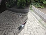 Toyota Auris 1.8 Full Hybrid Dynamic Leder/Navi