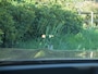 BMW X3 xDrive30e Business Edition Plus | 360 Camera | Head-Up Display | Harman Kardon | Trekhaak | Apple Carplay | LED-Laser |