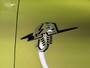 Fiat Abarth 600e Turismo 54 kWh | Acid Green