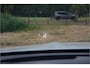 Mercedes-Benz E-klasse Estate 300 e AMG Line , Adap. Cruise, HUD, Sfeerverlichting,