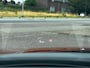 Ford Kuga 2.5 PHEV Vignale - ST Line - Panoramadak - Leder - Trekhaak - Head UP