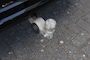 Volvo XC60 Recharge T8 AWD Polestar Engineerd 455pk/ Panodak/22 inch LM/Head-up/Trekhaak wegklb/Harman Kardon