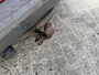 Ford Transit Connect T230L 1.8 TDCi Trend