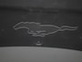 Ford Mustang Mach-E Extended First Edition AWD 98 kWh Afneembare trekhaak | Panorama dak | Elektrische Voorstoelen
