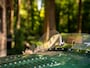 Jaguar C-type Replica | 26-year-ownership