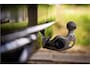 Volkswagen Tiguan 1.4 TSI eHybrid R-Line Business+ IQ Light Head Up 360 Camera ACC Trekhaak DCC