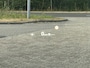 Mazda CX-5 2.0 SAG 165 Homura 360° camera BOSE stoelvent.